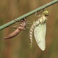 Southern Hawker, newly emerged 3 